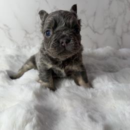 Genius - Liver male French Bulldog puppy in Maple Heights, Ohio from Yorkiesllc