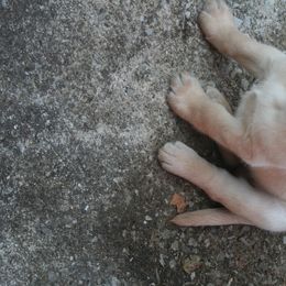 Labrador Retrievers from Woodstock Retrievers