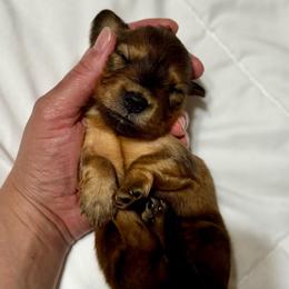 Blanche AKC HEALTH GUARANTEE - Cream female Dachshund puppy in El Dorado, Arkansas from LovelylilDoxies
