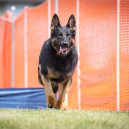 Tequila - German Shepherd