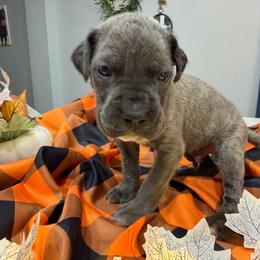 Black collar Male - Gray brindle male Cane Corso puppy in St. Augustine, Florida from RG2 Cane Corsos