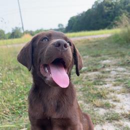 Labrador Retriever Puppies from Creekside Canines