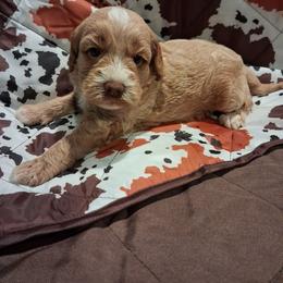 Freddy - Red male Aussiedoodle puppy in Mena, Arkansas from Ouachita River Cockapoos