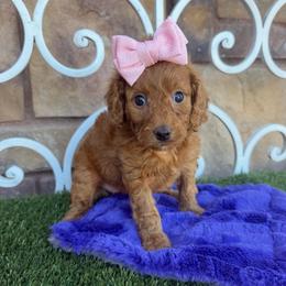 Sedona - Red female Cavapoo puppy in Central, Arizona from Desert Valley Doodles