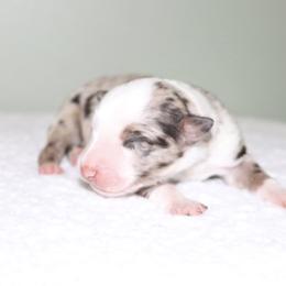 Lady-Bug - Red merle female Australian Shepherd puppy in Macon, Georgia from Shaina’s Shepherds