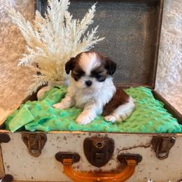 Hazel - Chocolate female Shih Tzu puppy in Success, Missouri from Sweet Success