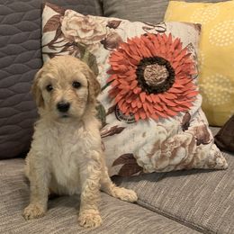 Goldendoodle and Other Puppies from Iowadoodles2love