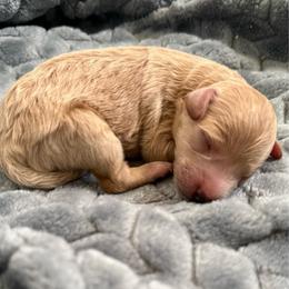 Sara - Apricot female Poodle puppy in Bakersfield, California from Pedigree Poodles