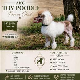 Howie - Poodle