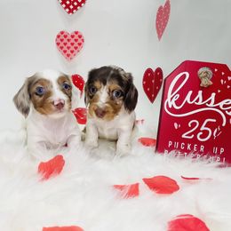Dachshund Puppies from Life With Mini Paws