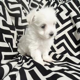 Molly - White female Maltese puppy in Austin, Texas from Austin Maltese Babies