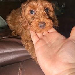 Destiny - Red female Cavapoo puppy in Fort Worth, Texas from Aloha Paradise Poodles LLC