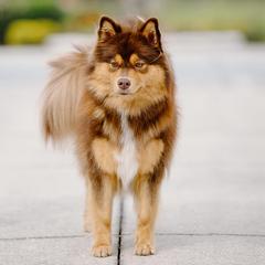 Faye - Finnish Lapphund