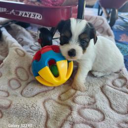 Dotty - Parti female Yorkshire Terrier puppy in Tacoma, Washington from Anks Toys Yorkshire terriers