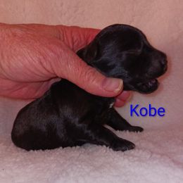 Kobe - Black male Miniature Schnauzer puppy in Midland, Texas from Shebbies Puppy Palace