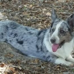 Cardigan Welsh Corgi All Grown Up from Raglan Cardigans
