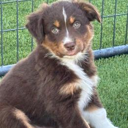 Yellow - Red tri female Miniature Australian Shepherd puppy in Arizona from Country Charm Mini Aussies