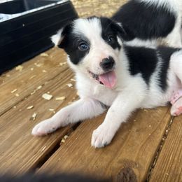 Little Girl 1 PK - Black and white female Border Collie puppy in Annona, Texas from Madeline's Border Collies