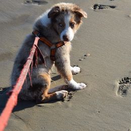 Aussiedoodles, Australian Shepherds, Miniature Australian Shepherds, and Poodles from Lightning K Kanine’s
