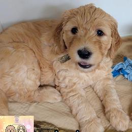 Azul - Cream male Goldendoodle puppy in Santa Cruz, California from Lu Doodles