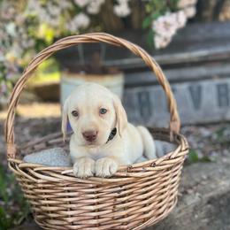 Brooks - Champagne male Dilute Retriever puppy in Puyallup, Washington from 12 Door Farm Labradors