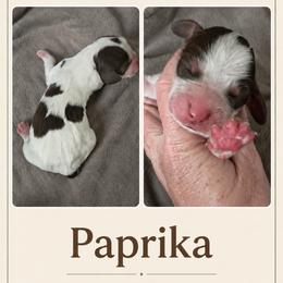 Paprika - Liver white and tan female English Springer Spaniel puppy in Fort White, Florida from Thunderbird Springers
