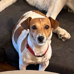 Cassia - Russell Terrier