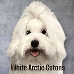 Coton de Tulear Puppies from White Arctic Cotons
