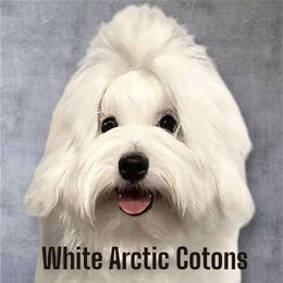 Coton de Tulear Puppies from White Arctic Cotons