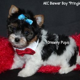 AKC Pringles - Black tan and white male Biewer Terrier puppy in Kennesaw, Georgia from Dreamy Pups
