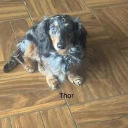 Thor - Dachshund