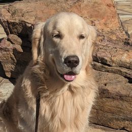 Golden Retrievers from Grand Slam Golden Retrievers