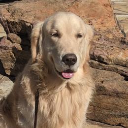 Golden Retrievers from Grand Slam Golden Retrievers