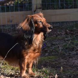 Dachshunds from River Bloom Mini Dachshunds