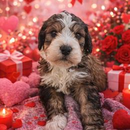 Denali - Sable male Bernedoodle puppy in Fort Meade, Florida from Baldwin Dood Ranch