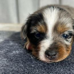 Girl 4 - Blue merle female Toy Australian Shepherd puppy in Sulphur, Louisiana from Triple J Aussies and Corgis