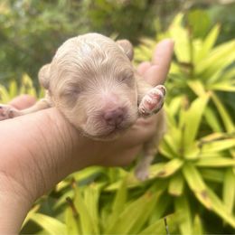 Macho - Apricot male Maltipoo puppy in Oklahoma City, Oklahoma from Red Okie Poos