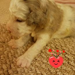 Bernedoodle Puppies from Kim Quinn's Bernedoodles