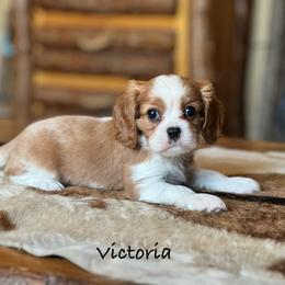 Victoria - Blenheim female Cavalier King Charles Spaniel puppy in Howardsville, Virginia from Spectacular Aussies and Cavaliers