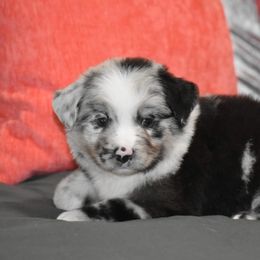 Blue - Blue merle male Miniature Australian Shepherd puppy in Lowgap, North Carolina from Baileys Mini Aussies
