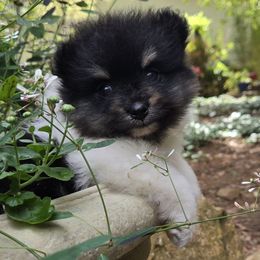 Brutus - Black parti male Pomeranian puppy in Comer, Georgia from HillTop Pomeranians ✨