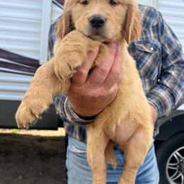 Noodle - Golden female Golden Retriever puppy in Concho, Arizona from Red Sky Ranch