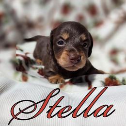 Stella the chocolate long hair - Chocolate female Dachshund puppy in El Cajon, California from Lisa Buxton