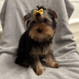 Lily - Blue and gold female Yorkshire Terrier puppy in Portland, Oregon from Bohemian Beauty Yorkshire Terrier