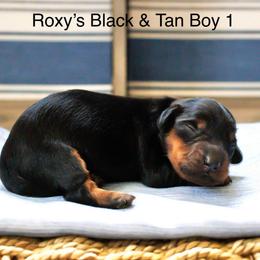 2 Black Tan Boys - Black and tan male Dachshund puppy in Burkesville, Kentucky from Bline’s Awesome Aussies & Doxies at the Bline Family Farm