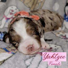 Yahtzee - Merle female Australian Labradoodle puppy in Beecher, Illinois from Erica’s Doodles