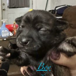 Chihuahua and Poodle Puppies from Garrett’s Chihuahuas and Poodles