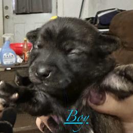 Chihuahua and Poodle Puppies from Garrett’s Chihuahuas and Poodles