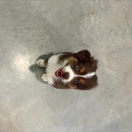 Snickers - Red tri male Miniature Australian Shepherd puppy in Weatherford, Texas from F & T Aussies