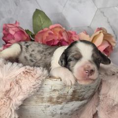 Marshmallow - Merle male Springerdoodle puppy in Fargo, North Dakota from Dakota SpringerDoodles